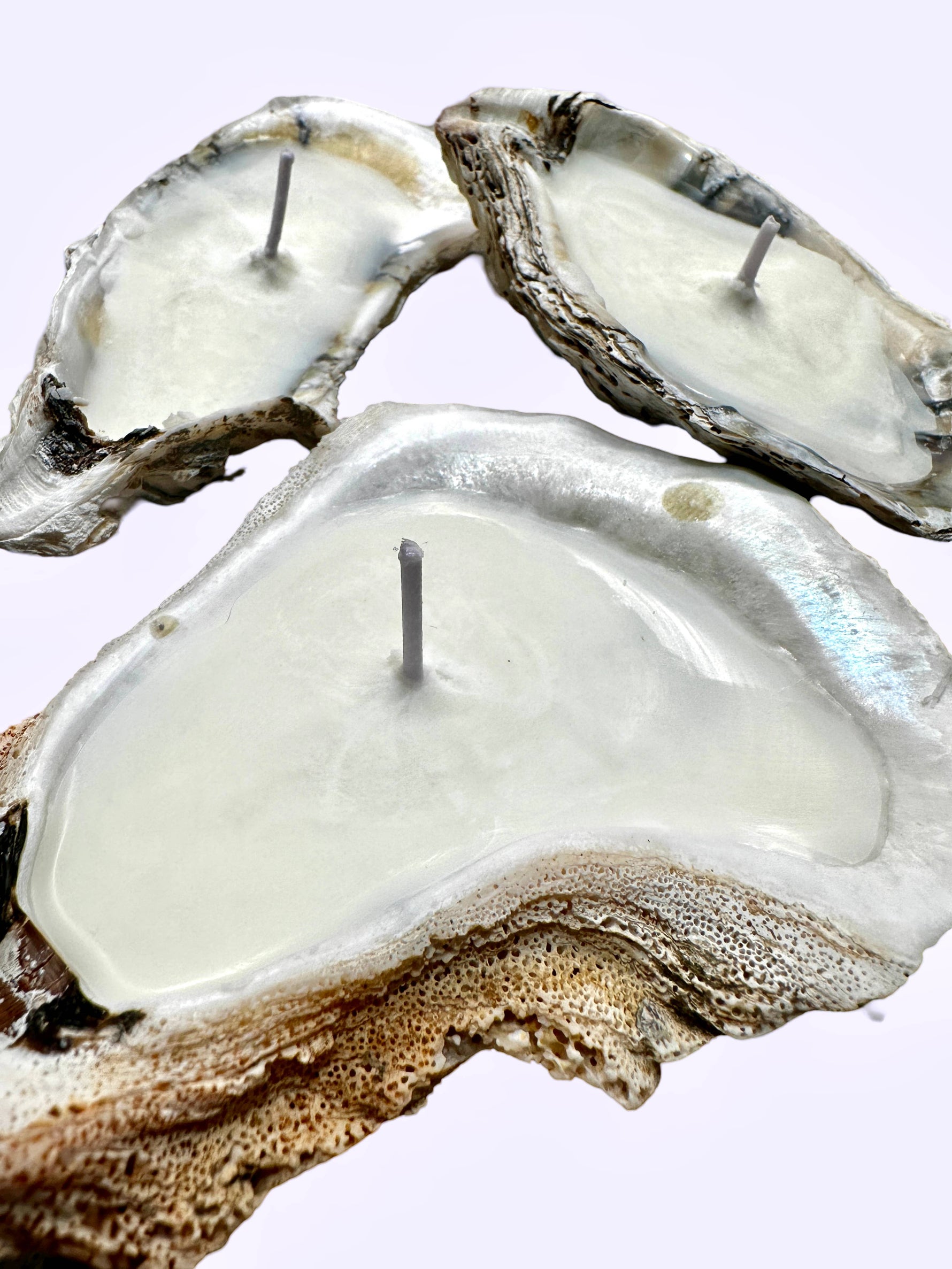 Scented Novelty Oyster Shell Candle Handmade Beeswax Soy : Black Sea / Petite