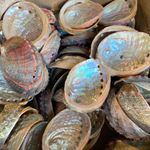 Abalone Shell Dish | Paua Home Decor Smudging Healing Ritual