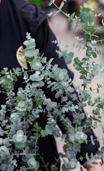 10" Glacier Eucalyptus