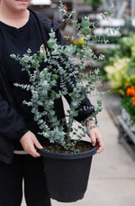 10" Glacier Eucalyptus