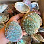 Abalone Shell Dish | Paua Home Decor Smudging Healing Ritual