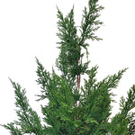 Fresh Touch Cedar Tree in Plastic Pot 29”