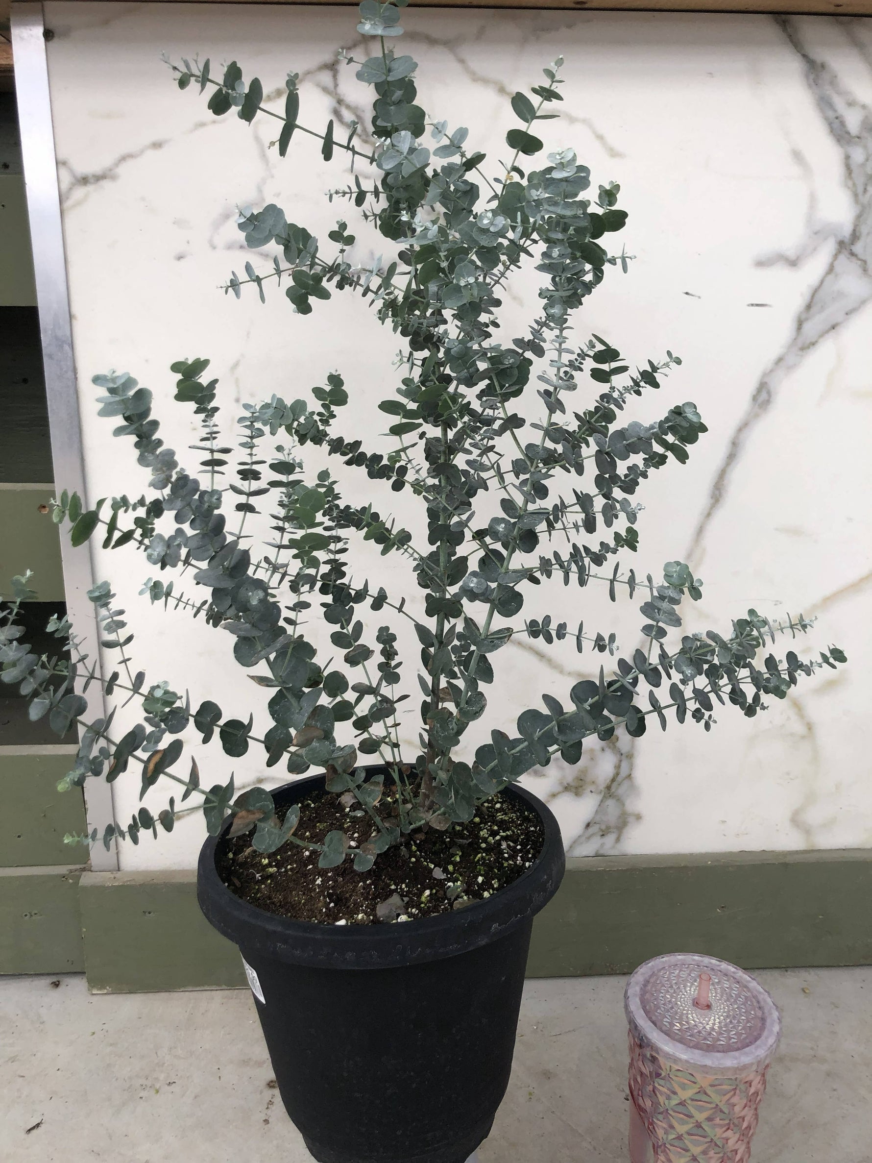 10" Glacier Eucalyptus