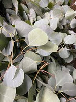 Fresh Eucalyptus bundles
