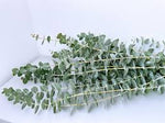 Fresh Eucalyptus bundles