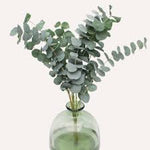 Fresh Eucalyptus bundles