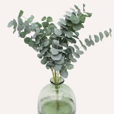 Fresh Eucalyptus bundles