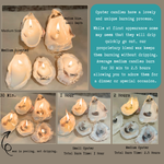 Scented Novelty Oyster Shell Candle Handmade Beeswax Soy : Black Sea / Petite